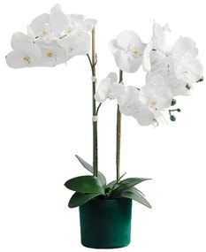 Floare decorativa orhidee orchiveloss