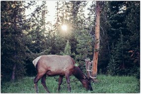 Tablou - Elan în poiană (90x60 cm)