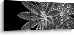 Tablou - Frunze cu picături (cu ceas) (90x30 cm)