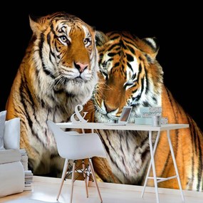 Fototapet - Tigri (254x184 cm)