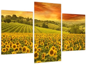 Tablou - Câmp de floarea-soarelui (90x60 cm)