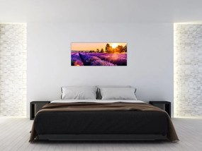 Tablou cu câmp de lavanda (120x50 cm)