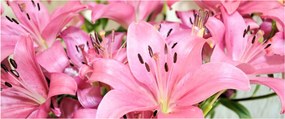 Tablou - Liliac roz (120x50 cm)