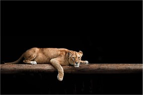 Tablou - Lioness (90x60 cm)