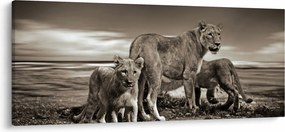 Tablou cu leii alb negri (120x50 cm)