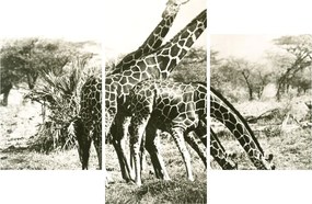 Tablou - Girafe, de epocă (90x60 cm)
