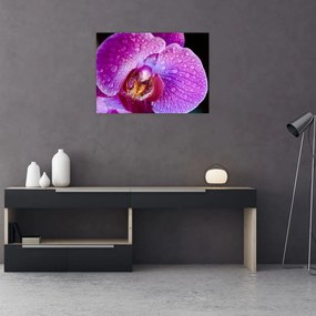Tablou detailat cu floare de orhidee (70x50 cm), în 40 de alte dimensiuni noi