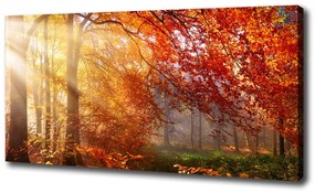 Imprimare tablou canvas Pădure de toamnă
