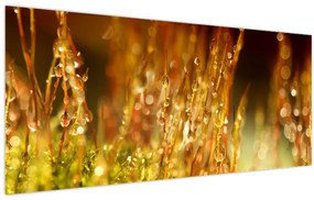 Tablou - Detaliu rouă (120x50 cm)