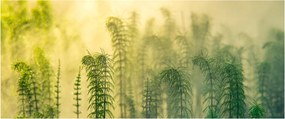 Tablou - Detaliu de primăvară natura cețoasă (120x50 cm)