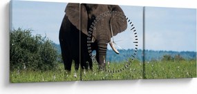 Tablou cu elefant (cu ceas) (90x30 cm)