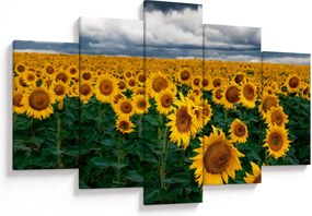 Tablou câmpului de floarea soarelui (150x105 cm)