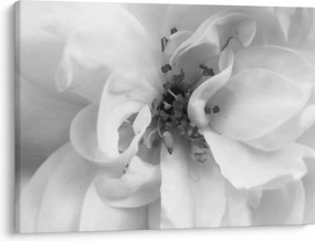 Tablou - Floare,alb-negru (70x50 cm)
