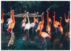 Tablou - turmă de flamingo (70x50 cm)