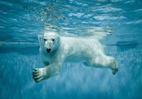 Fototapet - Ursul polar (254x184 cm)