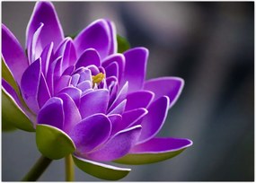 Tablou floarei (70x50 cm)