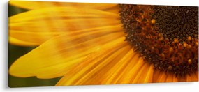 Tablou - Floarea-soarelui (120x50 cm)