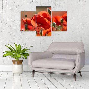 Tablou cu flori de maci (90x60 cm)