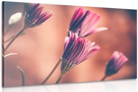 Tablou margarete roz delicate