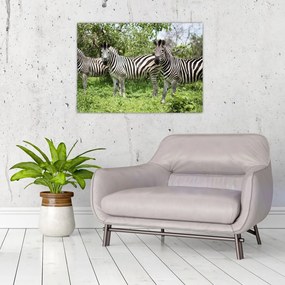 Tablou pe sticlă cu zebre (70x50 cm)