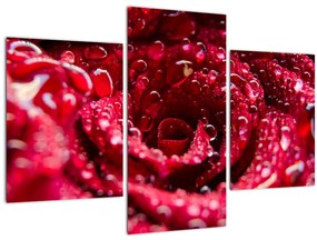 Tablou cu floarea trandafirului roșu (90x60 cm)