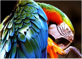 Tablou - Papagal (70x50 cm)