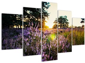 Tablou - Câmp cu lavandă (150x105 cm)