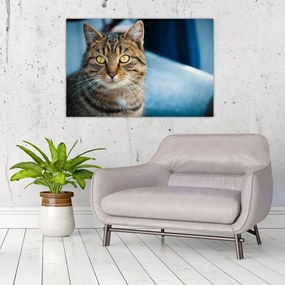 Tablou - Pisica domestică (90x60 cm)