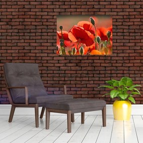 Tablou cu flori de maci (70x50 cm)