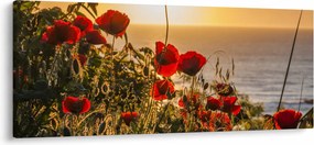 Tablou cu apus de soare cu flori de maci (120x50 cm)
