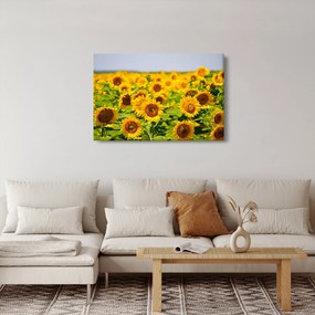 Tablou - Floarea-soarelui (90x60 cm)