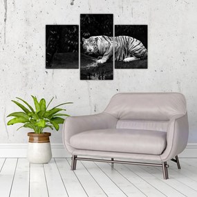 Tablou - Tigru alb, alb-negru (90x60 cm)