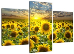 Tablouri - floarea-soarelui (90x60cm)