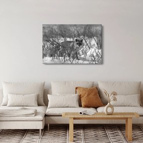 Tablou - Vulpe în timpul iernii (90x60 cm)