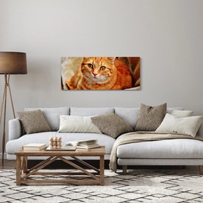 Tablou - Pisica tolenită (120x50 cm)