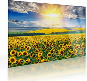 Tablou pe sticlă - Câmp cu floarea soarelui (70x50 cm)