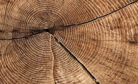Fototapet - Secțiunea prin trunchiul de copac (152,5x104 cm), în 8 de alte dimensiuni noi