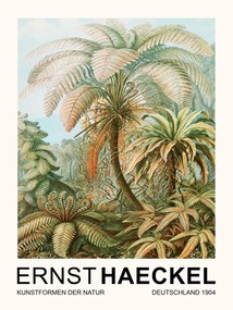Artă imprimată Filicinae–Laubfarne / Rainforest Trees (Vintage Academia) - Ernst Haeckel, (30 x 40 cm)