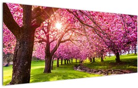 Tablou - Cireși înfloriți, Hurd Park, Dover, New Jersey (120x50 cm)