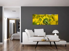 Tablou cu floarea soarelui (120x50 cm)