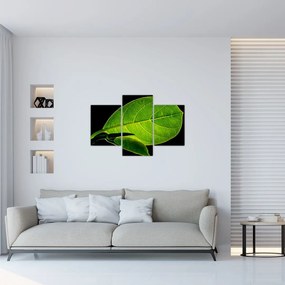 Tablou - frunză verde (90x60 cm)