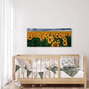 Tablou câmpului de floarea soarelui (120x50 cm)