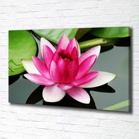 Tablou canvas Nufăr