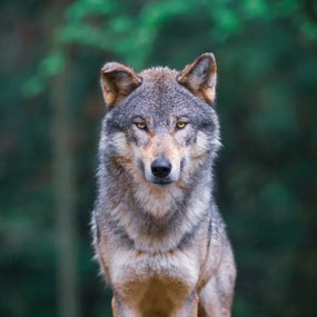 Fotografie Grey wolf  looking straight in, tilo