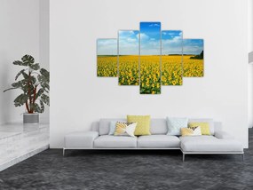 Tablou - câmp cu floarea soarelui (150x105 cm)