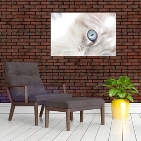Tablou - Pisica cu ochi albaștri (90x60 cm)