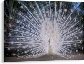 Tablou - Păun alb (70x50 cm)