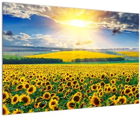 Tablou - Câmp cu floarea soarelui (90x60 cm)
