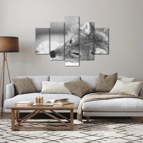Tablou - Lup,alb-negru (150x105 cm)