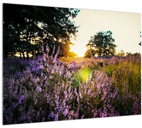Tablou - Câmp cu lavandă (70x50 cm)